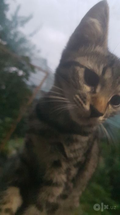 Котёнок Сибирская порода гладкошёрстные