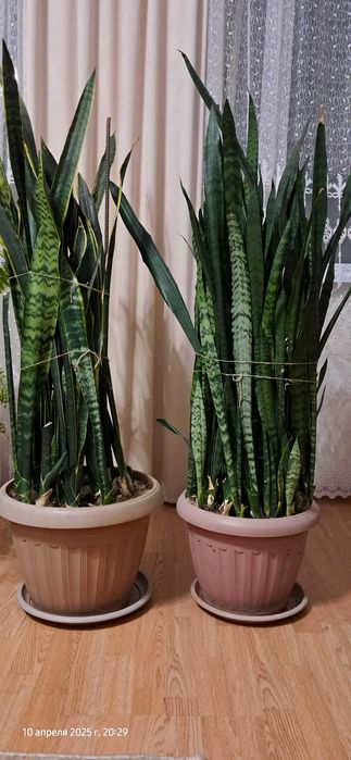 Продам комнатные цветы