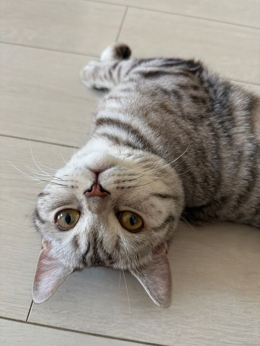 Кот скоттиш-страйт для вязки