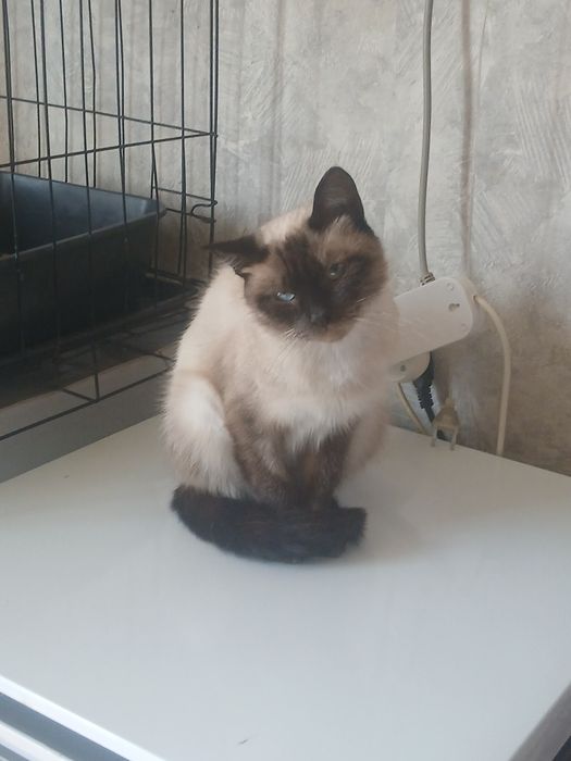 Кошечка Сиамочка дарю