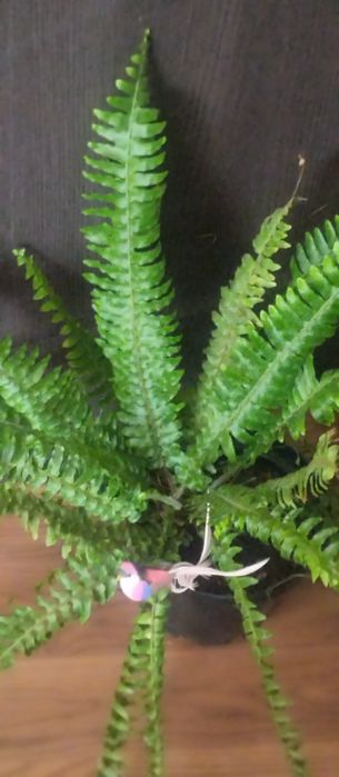 Продам комнатные цветы