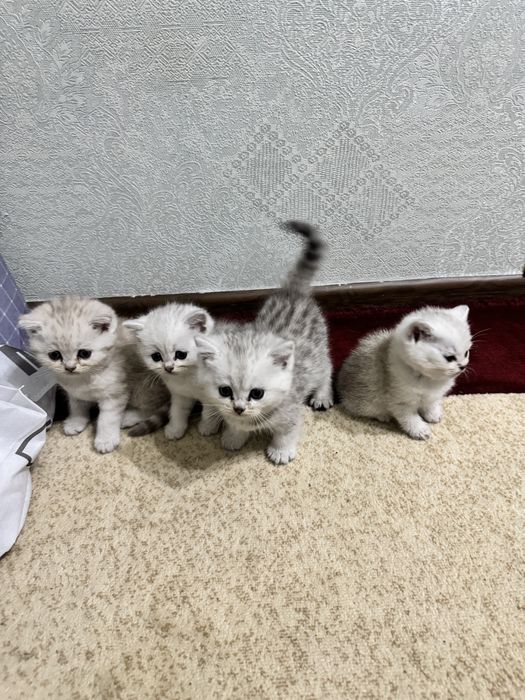Продаётся серебристые шиншиллы