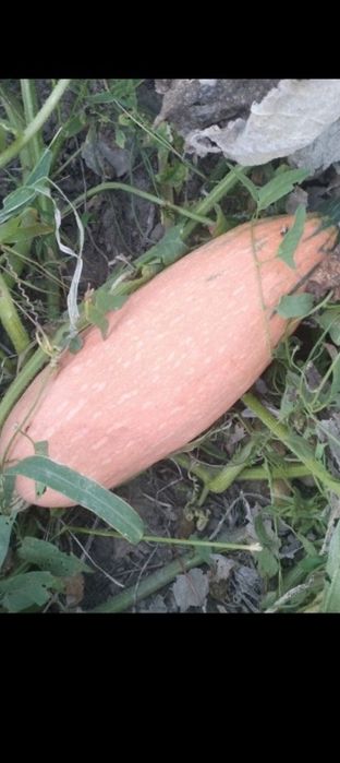 Тыква разных сортов. 500т кг