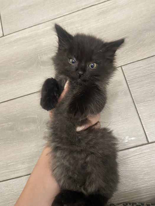 Котята девочки мальчики 29.07