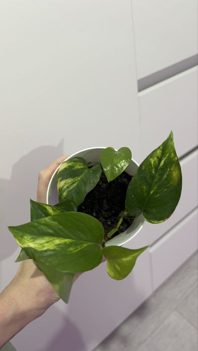 Голфингер в новом горшке!