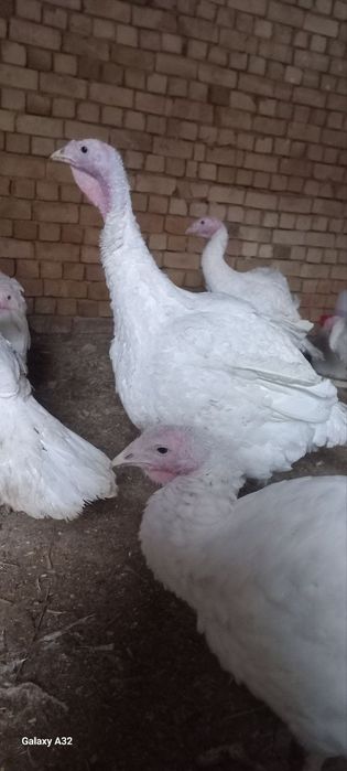 Big 6 kurkalari sotiladi