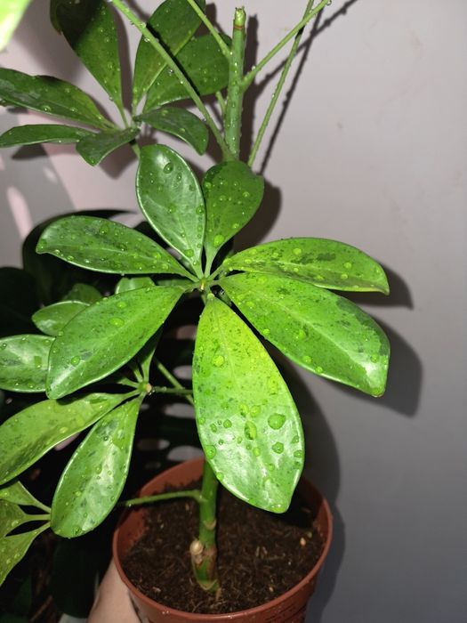 Шеффлера Мохито.