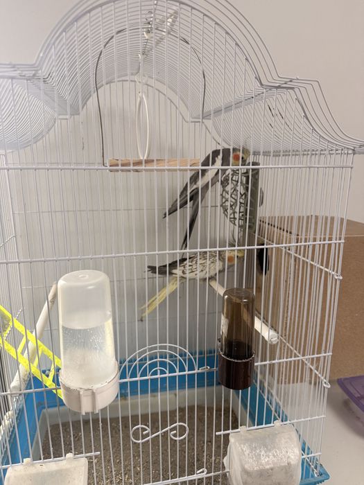 Vand Papagali, pereche nimfe