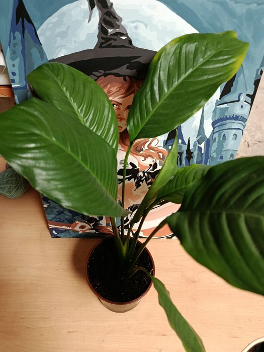 Продам комнатные растения