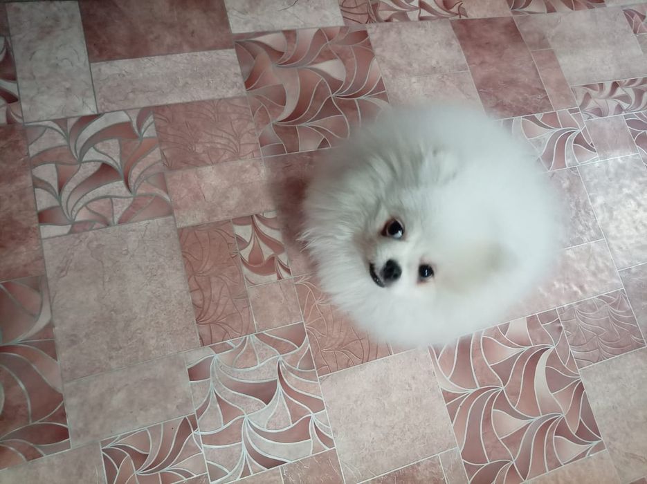 Продам шпиц.Девочка.10месяцев.Привитая,мо всеми документами