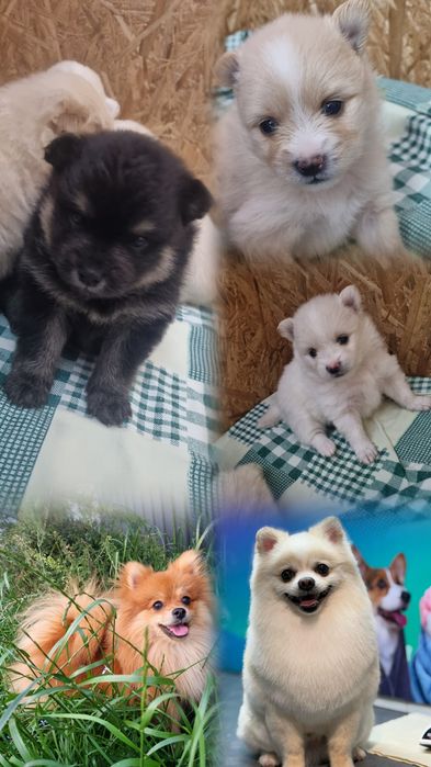 Померанский шпиц