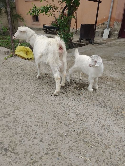 Zelenski soglom echki sotiladi