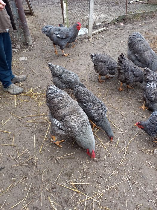 Ouă pentru incubat – Plymouth Rock Barat