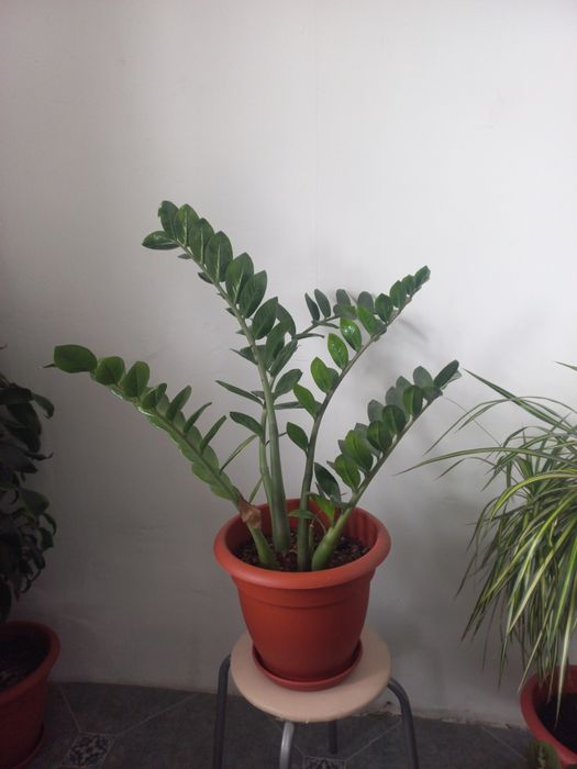 Комнатные цветы.