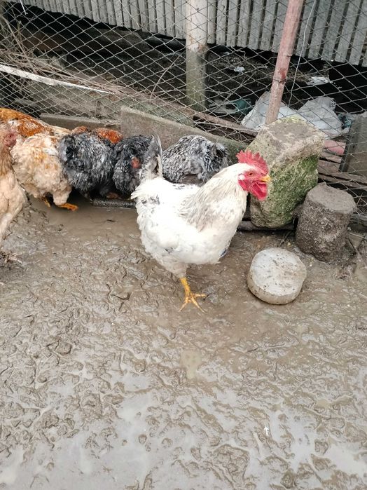 Cocoși de țară preț 70 leo