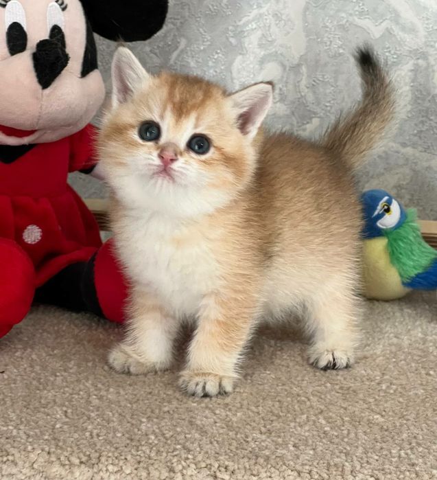 британская золотая шиншилла девочка чистокровная