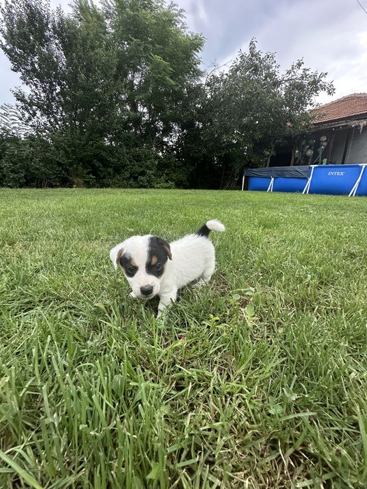 Jack Russell Terrier