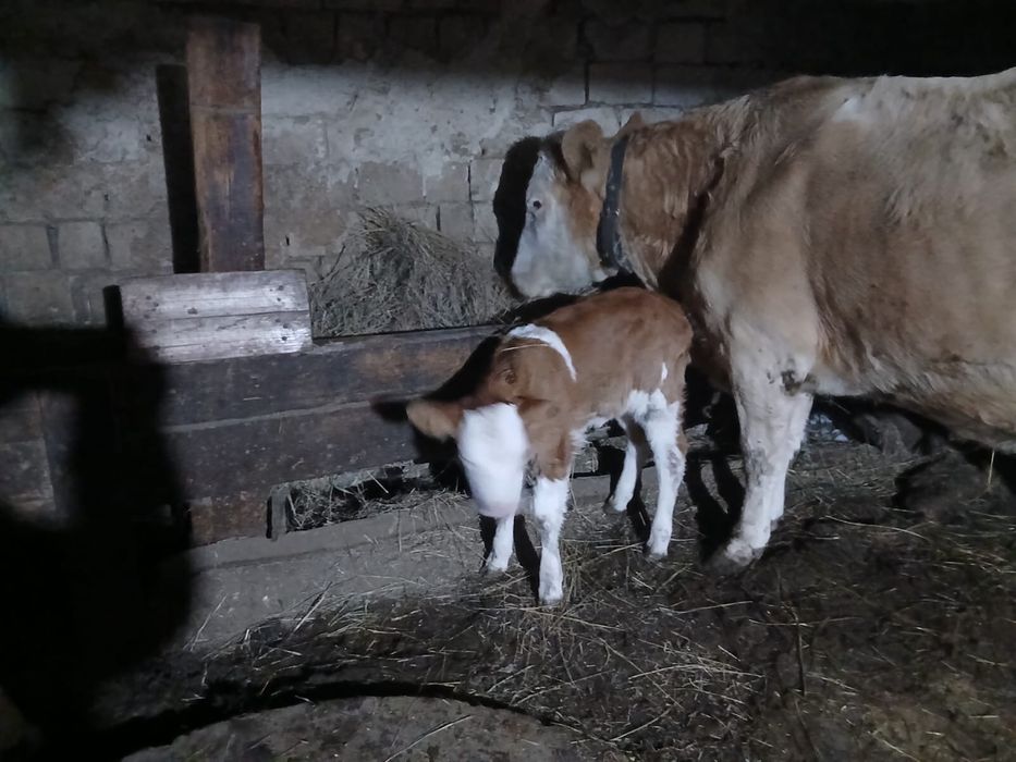 бузау сатылады..