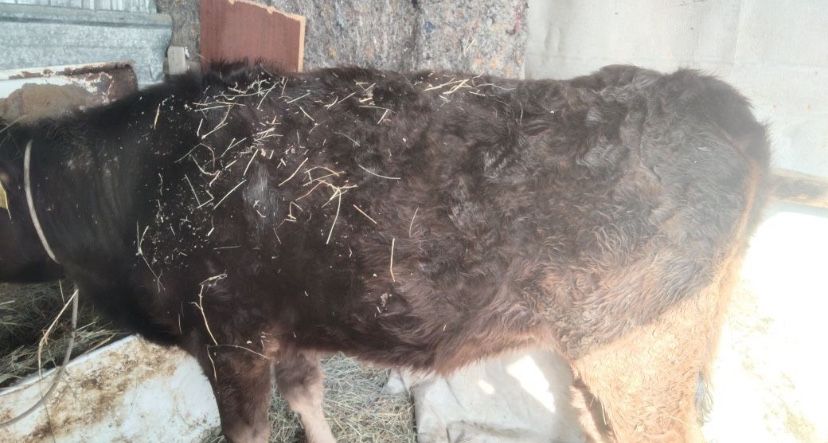 4 басұрғашы 8 бас еркек бағасы 269000