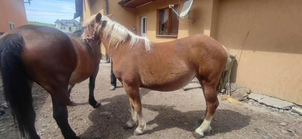 Vând Manza de un an