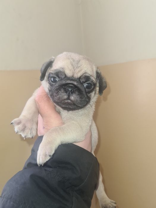 Продам щенков мопса.