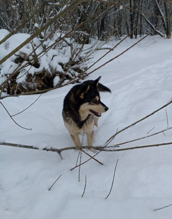 Помесь хаски Мия ищет дом