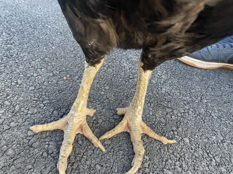 Продам даканку барадачка