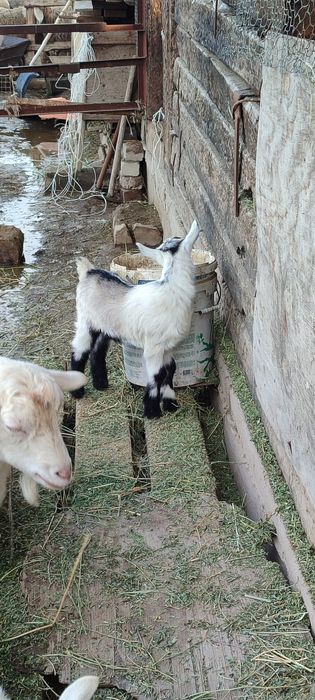 Альпийский козлик теке лақ козлята