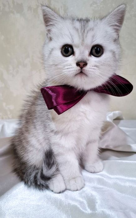 Котята Британские шиншилла