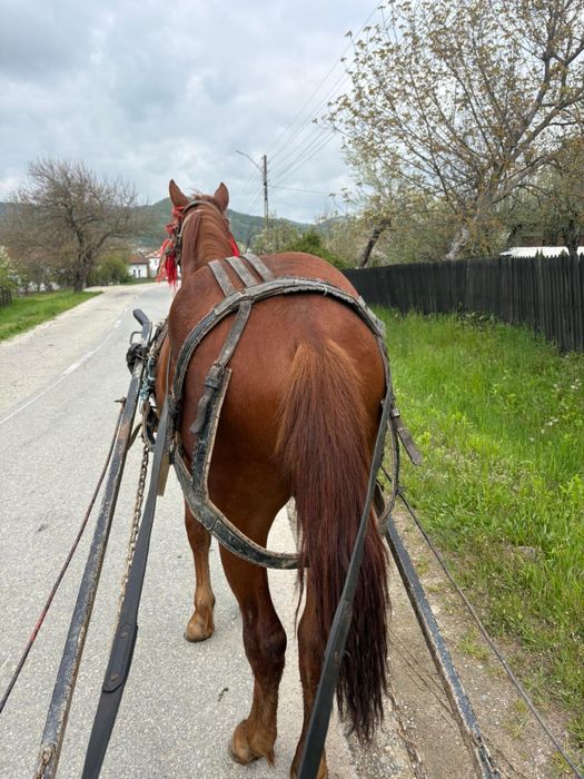 Vand cal de 8 ani si o manza de un an di o luna