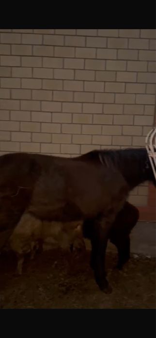 лошадь байтал……..