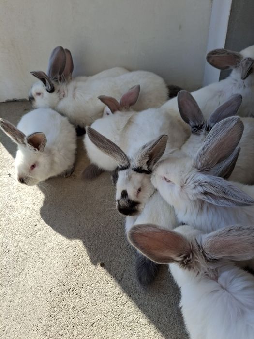 Urias de Transilvania