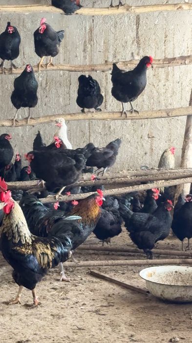 Товук тухлари сотилади