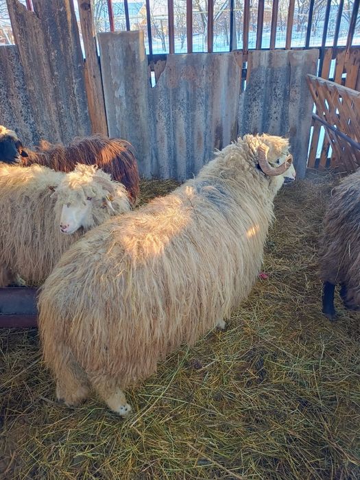 Vând berbecuț crescut natural