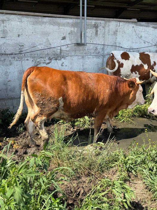De vanzare vitea rasa Simmental