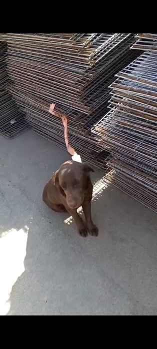 Продам Лабрадора