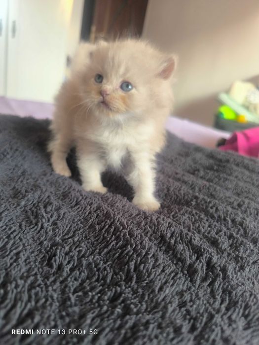 Pui British Longhair - Cinnamon