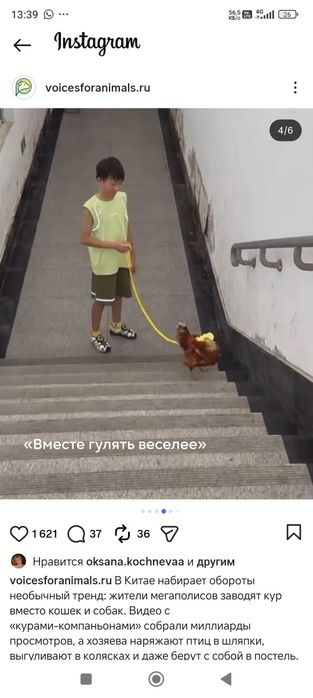 Цыпленок Чика,ручной,новый тренд
