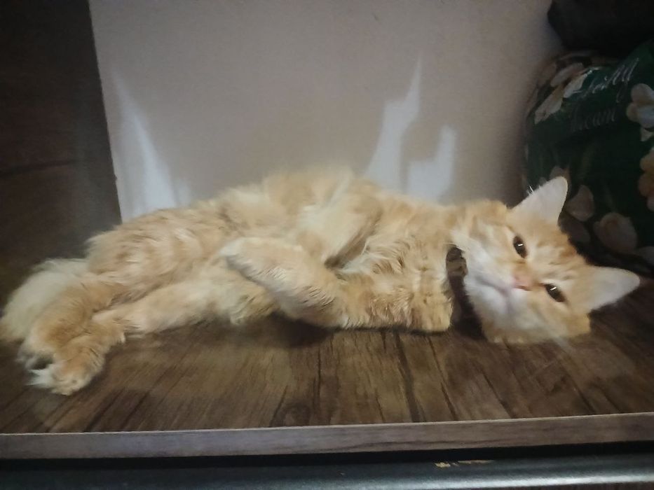 Мейн кун сотилади келишамиз