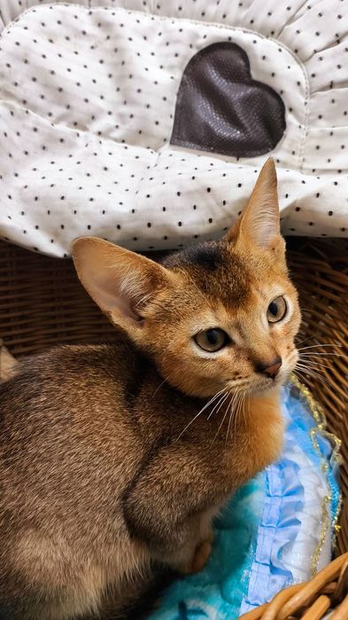 АБИССИНСКИЕ.. !! ЧУДО котята !