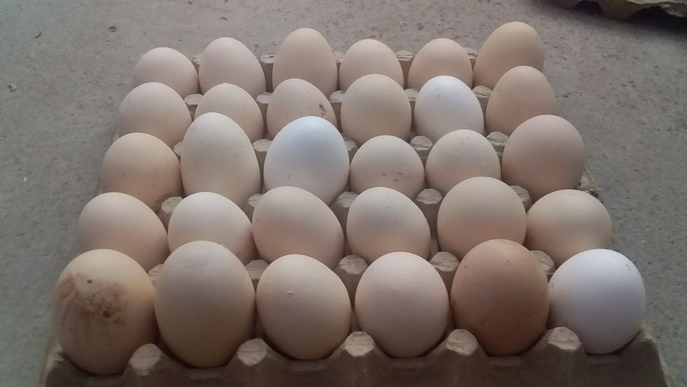 Damashni tuxum sotiladi.