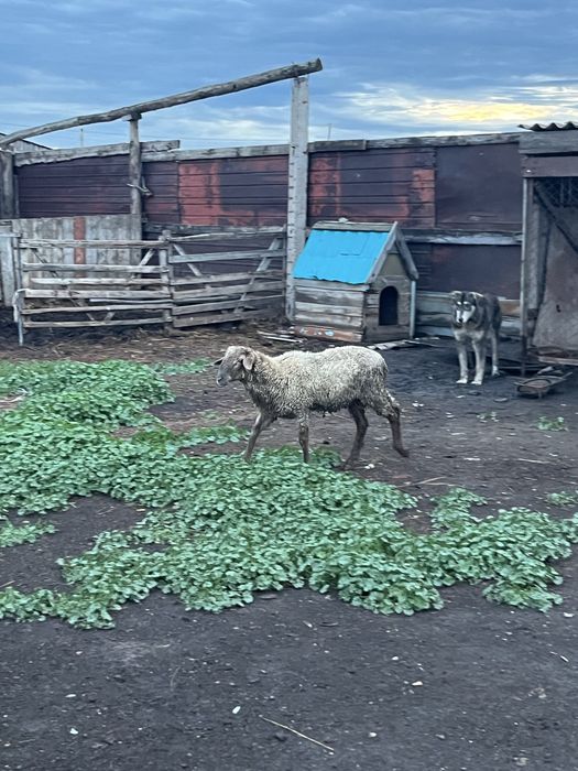 Продам токты 6 месяц