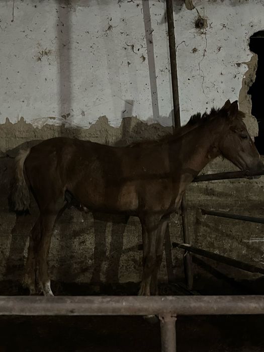 Мошный Жабағы сатылады