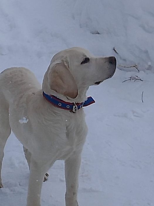 Наши Животные собаки