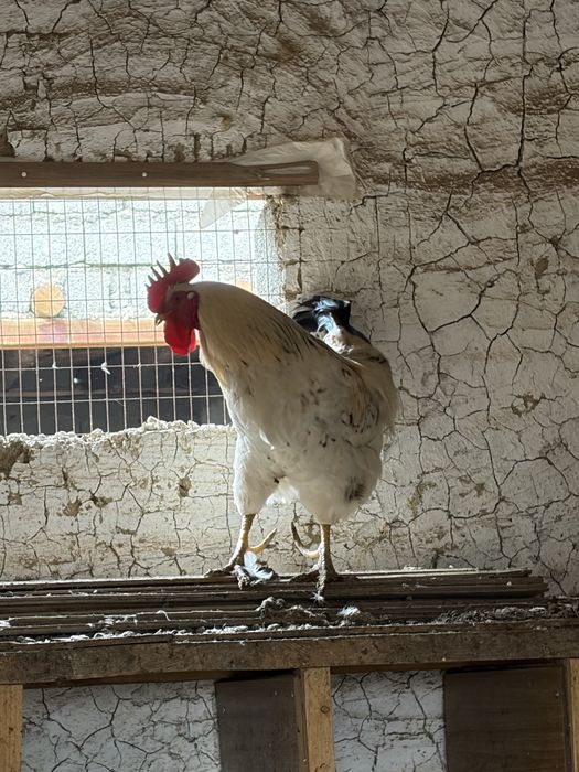 2 Қораз сатылады