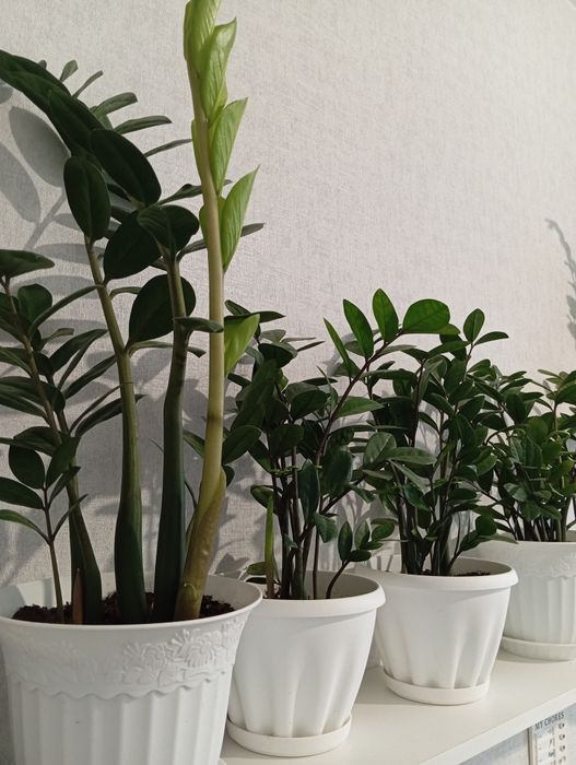 Продам домашнее цветы замиакулькас