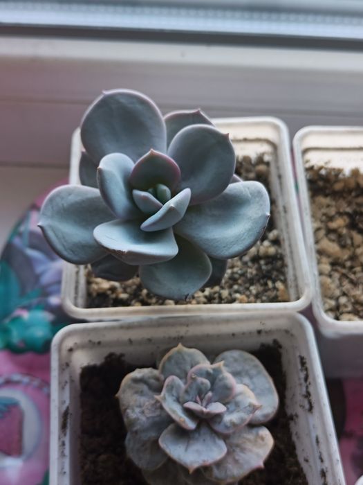 Продам разные суккуленты