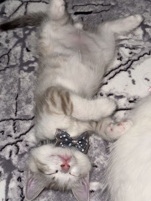 Котенок в добрые руки