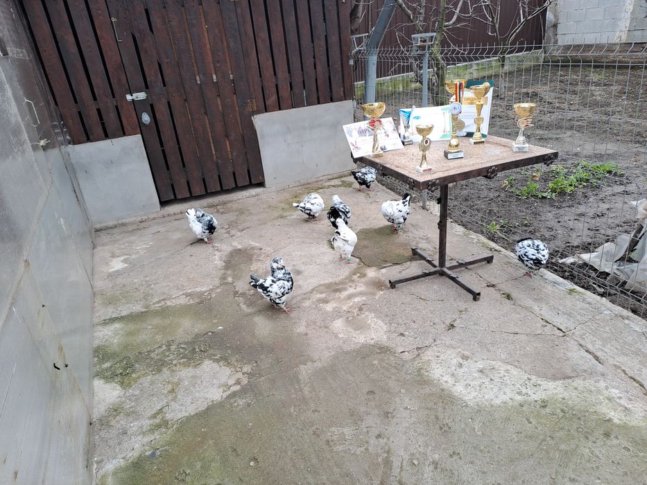 Porumbei Kingi de vânzare