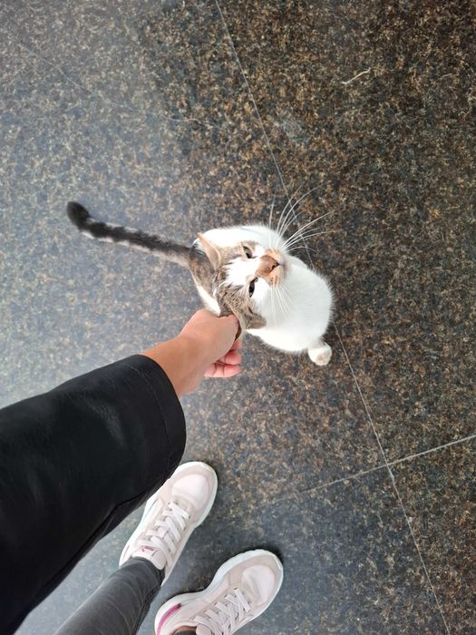 Дом за мама Котана и малък Топчо